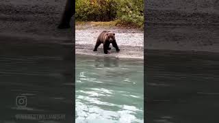 The Bear necessities are covered at Crescent Lake Alaska [upl. by Anelac]