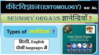 Sensory organs of insects  कीट विज्ञान  कीटों में ज्ञानेंद्रियां entomology [upl. by Gerius]