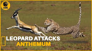 The SHOCKING TRUTH About Leopards Fighting Skills [upl. by Yemaj]