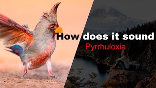 Pyrrhuloxia [upl. by Chastain]