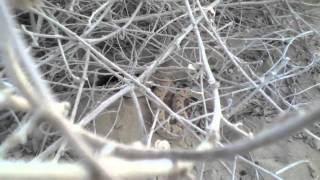 Horned viper cerastes cerastes sidewinding [upl. by Letsirc]