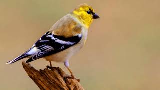 American Goldfinch SongSpinus tristis [upl. by Aliakam171]