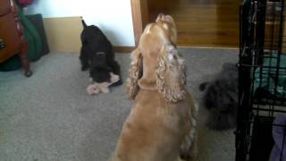 Cocker Spaniel with Puppy singing and barking [upl. by Meara]