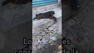 Los perritos del jale perros hund mexican firulais cane dogslife chalan albañil chamba dog [upl. by Karole]