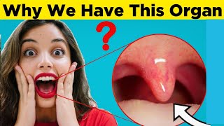 Why Do We Have Uvula whyideas uvula facts education [upl. by Elmer]