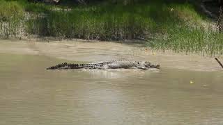 Estuarine Crocodile at Cahills Crossing [upl. by Brigid]