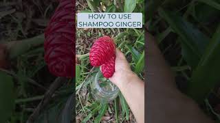 How to Use SHAMPOO GINGER shampooginger miniurbanfarm [upl. by Hermina]