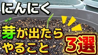 【にんにく】これでにんにくの大きさが変わります！！大きいニンニクを収穫するためにすること [upl. by Dowdell]