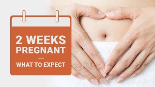 2 Weeks Pregnant  What to Expect  Pregnancy Week by Week [upl. by Margery]