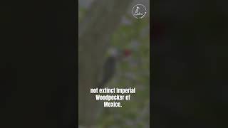 Ivorybilled Woodpecker Trivia Tuesday Special Edition birdnerd wildlife triviatuesday [upl. by Adiaroz]