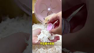 cute hamster 冬天對于鼠鼠來說最重要的是什么金絲熊 倉鼠 萌寵出道計劃 寵物 今日份小可愛已上線206 [upl. by Cassie]