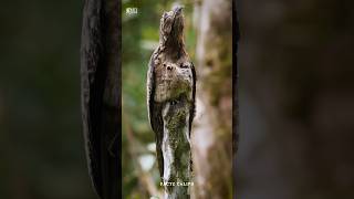 Have you Heard About the Potoo Bird [upl. by Avirt]