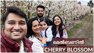 Cherry Blossom Festival 2024  Melbourne  Malayalam Travel Vlog [upl. by Elden]