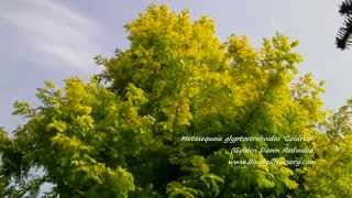 Metasequoia glyptostroboides Goldrush Golden Dawn Redwood [upl. by Niltiac58]