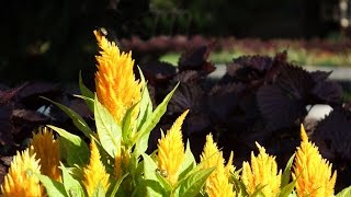 Яркопламенные метелки Целозия перистаяBright fiery broomsFeathery celosia [upl. by Aselehc]