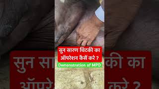 Demonstration of medial patellar Desmotomy l dr Umar Khan [upl. by Deb562]