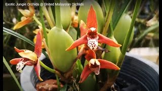 Exotic Jungle Orchids  United Malaysian Orchids [upl. by Katey]