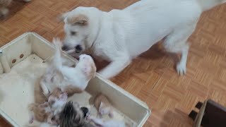 How Cats Handle Aggressively and Disrespectful Big Dog [upl. by Roxanne875]