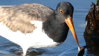 American oystercatcher bird eating oyster running [upl. by Allerbag]