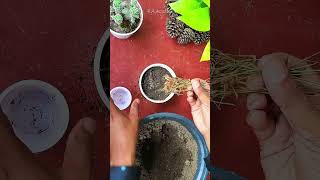 How to propagate grasslike juncus seeds collected from wild shorts [upl. by Cirone906]