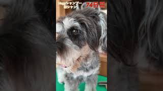 ミニチュアシュナウザー朝のおひげクリーニング miniatureschnauzer 伊豆 可愛い 犬のいる生活 [upl. by Nitsirt]