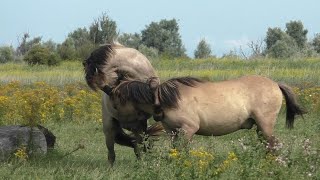 Free wrestling game between two wild Konik Horses [upl. by Vikki998]