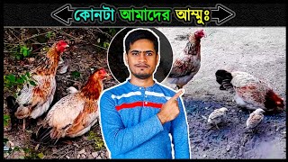 দুই বোন কিন্তু এক মা ☺ মুরগির আজব কান্ড ⚡ Jactok পাখি ভাইয়া [upl. by Aronas]