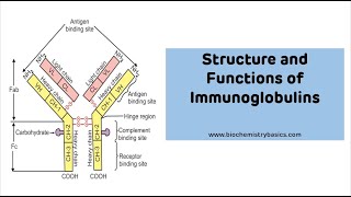 Structure And Functions of Immunoglobulins with MNEUMONIC  Immunoglobulin Ig [upl. by Oberon]