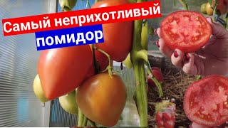 Этот томат вырастет в любое лето  самый неприхотливый Моя любовь  томат МонАмур F1 [upl. by Geraud]