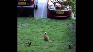 Cat harassed by two magpies [upl. by Fairlie]