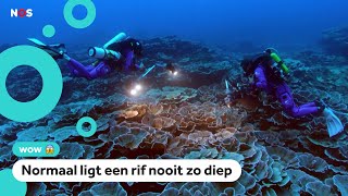 Nieuw koraalrif ontdekt diep in de zee [upl. by Noryb261]