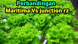 Perbandingan Selada junction RZ dan Maritima GIMANA HASILNYA [upl. by Caniff635]