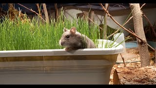 Setting Up Bioactive Hamster cage challenge ep2 [upl. by Newnorb]