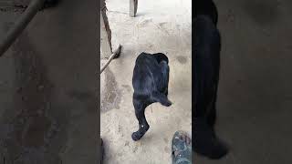 Goats baby ki tang Tut jaye to kya kare 🤔minivlog goat shorts goats animals villagelife [upl. by Vedis]