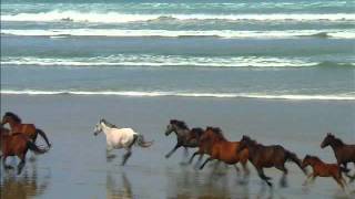 Great white shark eats a horse [upl. by Oman]