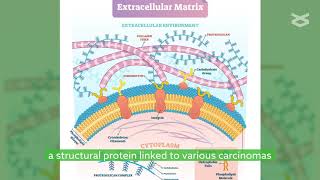 Fibronectin and mutant p53 gene make for deadly duo in ovarian carcinomas [upl. by Schlenger434]