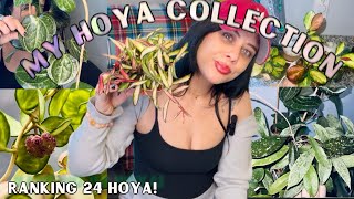 Ranking My ENTIRE Hoya Collection🪴👀 24 Different Species [upl. by Bernardo]