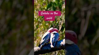 Galahs in the wild birds wildlife shorts [upl. by Rukna]