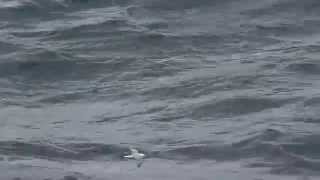 Northern Fulmar flying over the waves of the North Sea near Norway 20 August 2014 [upl. by Hanid]