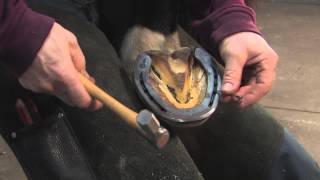 FootPro Farrier Information Series Shoeing the Hind Feet [upl. by Anayik]