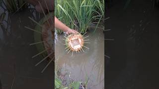 Servival Skills SIMPLE but USEFUL with snails trap outdoors simple useful bushcraftcamping [upl. by Griseldis]