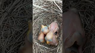 Wild babbler bird babies P 6 [upl. by Therron]