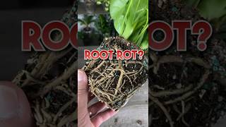 How To Identify Root Rot In Your Houseplants [upl. by Correna]