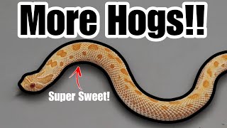 Lets Talk Hognose And My Thoughts On Their Care VS Ball Pythons [upl. by Ahsaya]