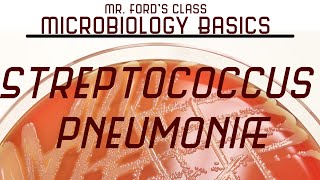 Streptococcus pneumoniae and Bacterial Meningitis  Microbiology Lectures [upl. by Alec]