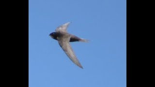 94 Rorýs obecný Apus apus Common Swift Mauersegler [upl. by Dareen]