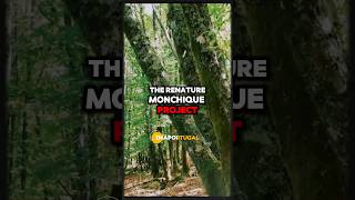 Renature Monchique Project Plans To Plant 500000 Trees For Reforestation renature [upl. by Newfeld]