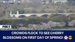 CROWDS FLOCK TO SEE CHERRY BLOSSOMS ON FIRST DAY OF SPRING [upl. by Maxine]