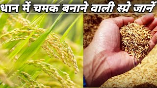 धान में चमक बनाने वाली स्प्रे जानें।best fungicide for paddy spray।top fungicide।ricefarming paddy [upl. by Odlanra]