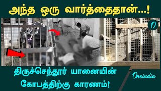 Tiruchendur Temple Elephant Attack மதம் பிடிக்காமலே கொன்றது எப்படி  Oneindia Tamil [upl. by Hibbert387]